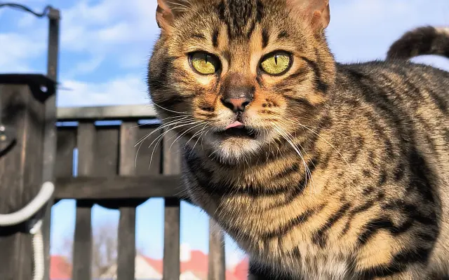 Digitálne poďakovanie