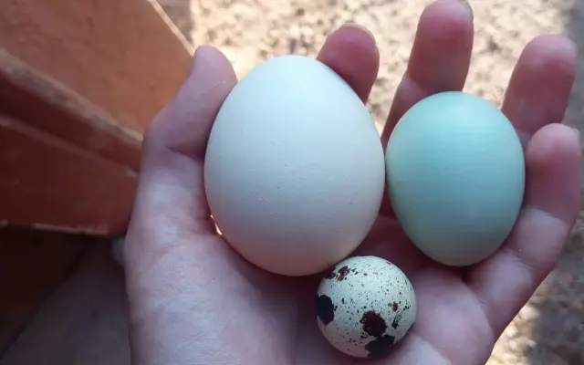 Domáce vajcia z farmy