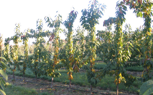 Nákup ovocných stromov do vašej záhrady s doručením na jar 2023