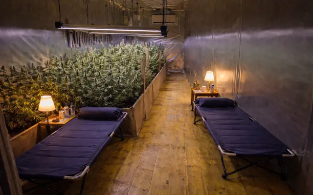 Noc na konopnej farme