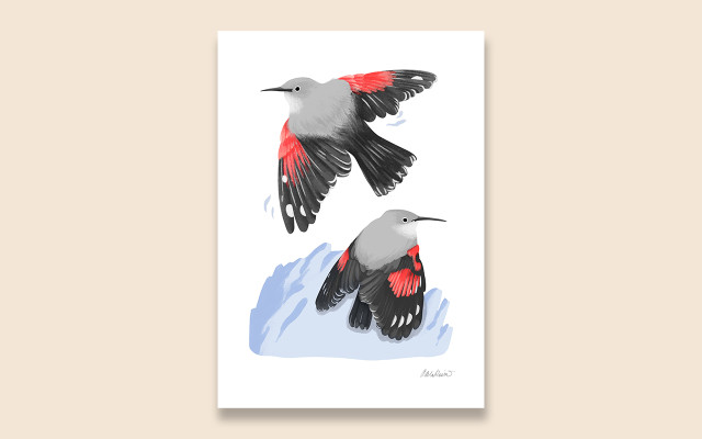 Grafika murárika červenokrídleho + vtáčí atlas / osobne al. poštou (vyberte variantu)