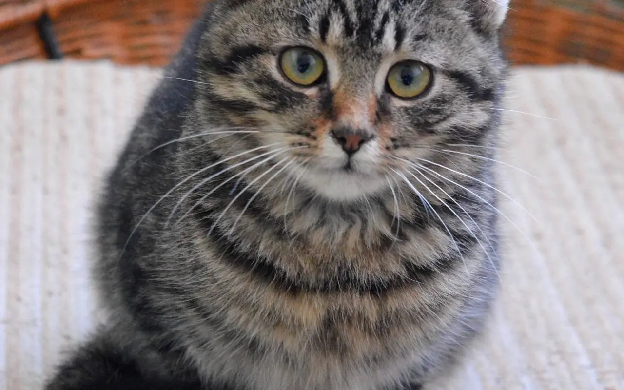 Podporme PAMPI v jej misii (kastrácie premnožených mačiek)