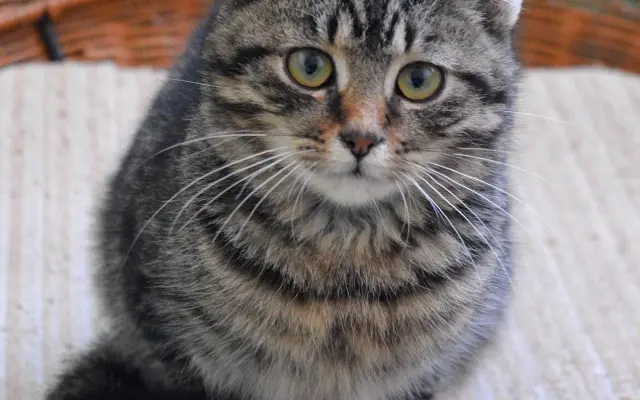 Podporme PAMPI v jej misii (kastrácie premnožených mačiek)